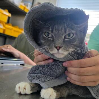 Silvio Dante -  Domestic Short Hair Cat for Adoption in Chapel Hill, North Carolina - Silvio Dante | PetCurious