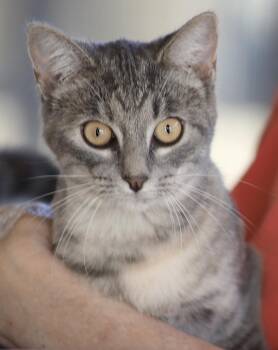 Ladybug -  Domestic Short Hair Cat for Adoption in North Fort Myers, Florida - Ladybug | PetCurious