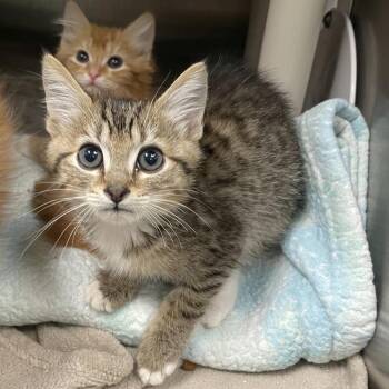 Baldur -  Domestic Short Hair Cat for Adoption in Keizer, Oregon - Baldur | PetCurious