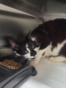 Rusty -  Domestic Short Hair Cat for Adoption in Crescent City, California - Rusty | PetCurious