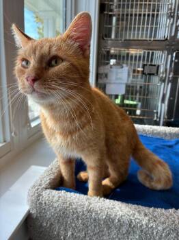 Maximus -  Domestic Short Hair Cat for Adoption in Sidney, Ohio - Maximus | PetCurious