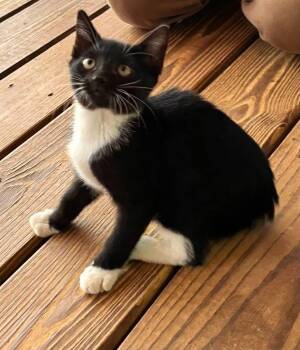 Bobby -  American Bobtail Cat for Adoption in Glocester, Rhode Island - Bobby | PetCurious