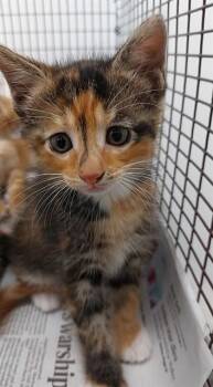 Domestic Short Hair Cats Available for Adoption in Fort Lauderdale, Florida - A2475184 | PetCurious