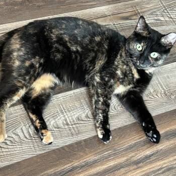 Domestic Short Hair Cats Available for Adoption - Cashin Out 55039 | PetCurious