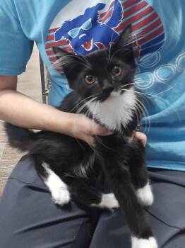 Minks -  Domestic Short Hair Cat for Adoption in Dickson, Tennessee - Minks | PetCurious