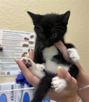 OLIVIA -  Domestic Short Hair Cat for Adoption in Fort Myers, Florida - OLIVIA | PetCurious