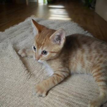 JACK -  Domestic Short Hair Cat Available for Adoption - JACK | PetCurious