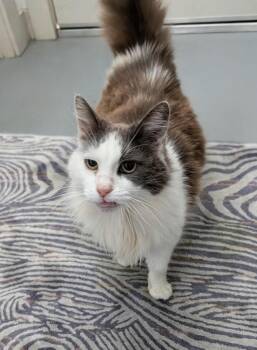 Trixie -  Domestic Long Hair Cat for Adoption in Walnut Creek, California - Trixie | PetCurious
