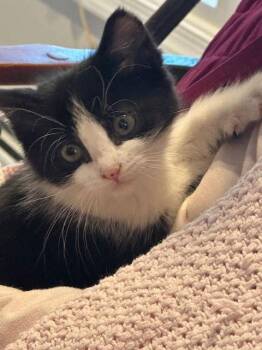 Domestic Short Hair Cats Available for Adoption - Root Beer | PetCurious