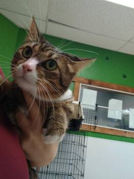 Cheetara -  Domestic Short Hair Cat for Adoption in Fort Worth, Texas - Cheetara | PetCurious