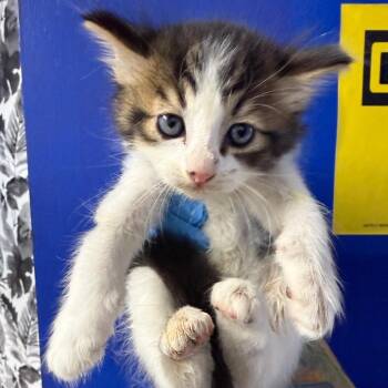 Domestic Medium Hair Cats Available for Adoption in Wahiawa, Hawaii - Houston | PetCurious