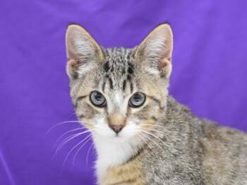 Lake -  Domestic Short Hair Cat for Adoption in Portland, Oregon - Lake | PetCurious
