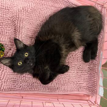 Julies Fluffy Boy -  Domestic Long Hair Cat for Adoption in Glendora, California - Julies Fluffy Boy | PetCurious