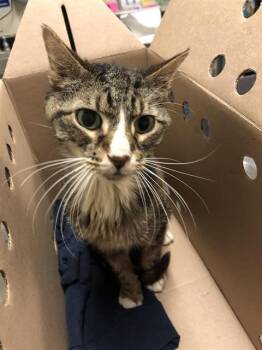 Rescue Domestic Short Hair Cats for Adoption in Long Beach, California - TWYLA | PetCurious