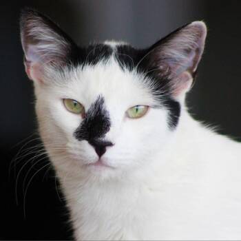 Rescue Domestic Short Hair Cats for Adoption in Tucson, Arizona - Luwak | PetCurious