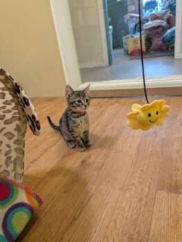 Domestic Short Hair Cats Available for Adoption in Rutherfordton, North Carolina - Mandy | PetCurious