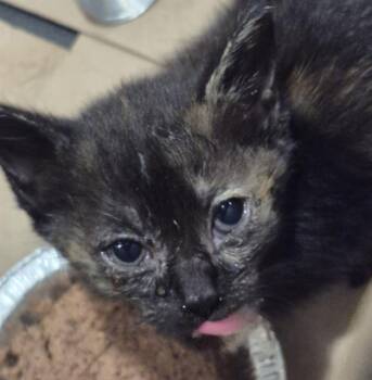 SALSA -  Domestic Medium Hair Cat for Adoption in San Antonio, Texas - SALSA | PetCurious
