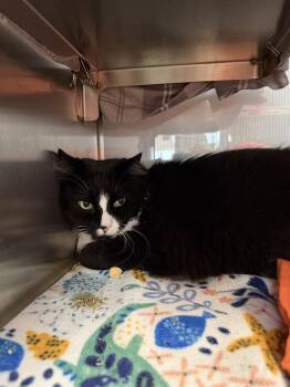 Little Bit Dangles -  Domestic Medium Hair Cat for Adoption in Midland, Michigan - Little Bit Dangles | PetCurious
