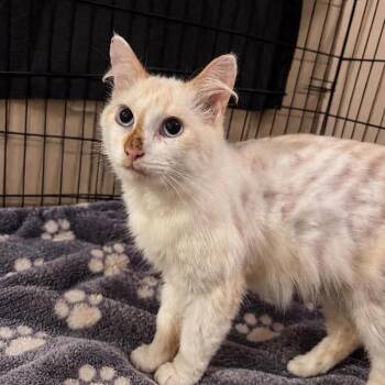 Casper -  Domestic Short Hair Cat for Adoption in Washington, District Of Columbia - Casper | PetCurious