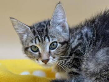 Charm -  Domestic Short Hair Cat for Adoption in Portland, Oregon - Charm | PetCurious
