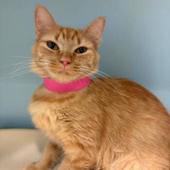 Domestic Medium Hair Cats Available for Adoption in Chattanooga, Tennessee - Hera | PetCurious