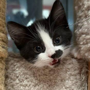 Kolache -  Domestic Short Hair Cat for Adoption in Toronto, Ontario - Kolache | PetCurious