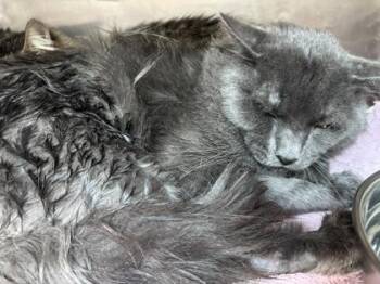 Paul -  Domestic Long Hair Cat for Adoption in El Paso, Texas - Paul | PetCurious
