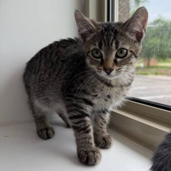 Pretty Boy Miah -  Domestic Short Hair Cat for Adoption in Mankato, Minnesota - Pretty Boy Miah | PetCurious