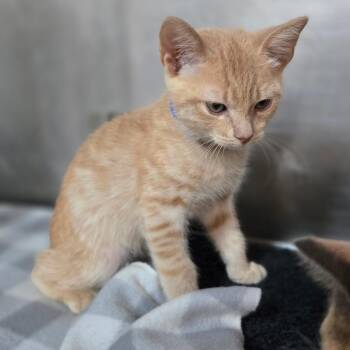 Slim Shady -  Domestic Short Hair Cat for Adoption in San Jacinto, California - Slim Shady | PetCurious