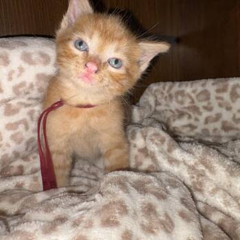 Butter Pecan (burgundy collar) -  Domestic Short Hair Cat for Adoption in Michigan City, Indiana - Butter Pecan (burgundy Collar) | PetCurious