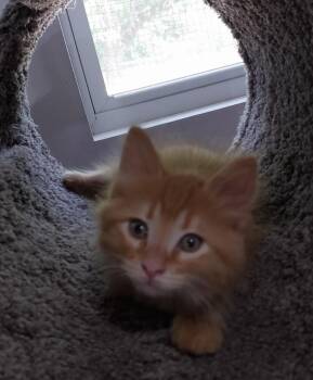 Domestic Long Hair Cats Available for Adoption in South Bend, Indiana - Yankee Doodle Dandy * IN FOSTER * | PetCurious