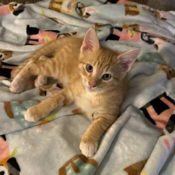 Domestic Short Hair Cats Available for Adoption - Oliver | PetCurious