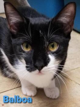 Balboa - Cat Room -  American Shorthair Cat for Adoption in Oakland Park, Florida - Balboa - Cat Room | PetCurious
