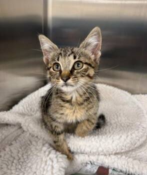 Chili Cheese Fries -  Domestic Short Hair Cat for Adoption in Westland, Michigan - Chili Cheese Fries | PetCurious