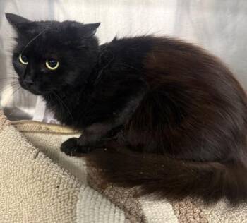 Rose -  Domestic Long Hair and Domestic Short Hair Cat for Adoption in Conway, South Carolina - Rose | PetCurious