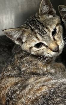Rescue Domestic Short Hair Cats for Adoption in Spartanburg, South Carolina - Jules | PetCurious
