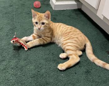 Red Rocket -  Domestic Short Hair and Tabby Cat for Adoption in Buford, Georgia - Red Rocket | PetCurious
