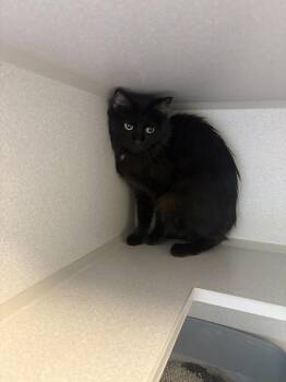Shuri -  Domestic Long Hair Cat for Adoption in Bowling Green, Ohio - Shuri | PetCurious