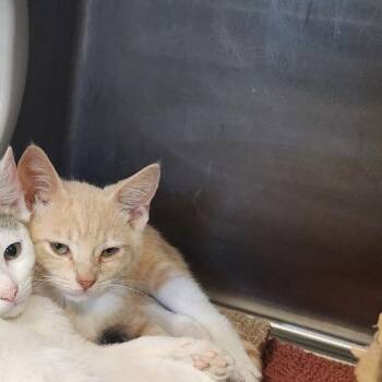 Sonny -  Domestic Short Hair Cat for Adoption in Dover, New Hampshire - Sonny | PetCurious