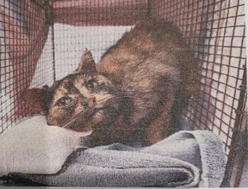 Domestic Long Hair Cats Available for Adoption in Zimmerman, Minnesota - Lady | PetCurious