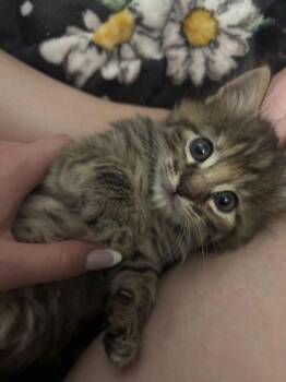Domestic Long Hair and Domestic Short Hair Cats Available for Adoption in Fort Worth, Texas - Squishy | PetCurious
