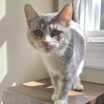 1026-67 Maisie -  Domestic Short Hair Cat for Adoption in Abingdon, Maryland - 1026-67 Maisie | PetCurious