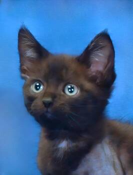 Domestic Short Hair Cats Available for Adoption in Pasadena, California - ZIGGY | PetCurious
