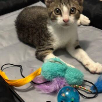 Domestic Short Hair Cats Available for Adoption - Calvin | PetCurious