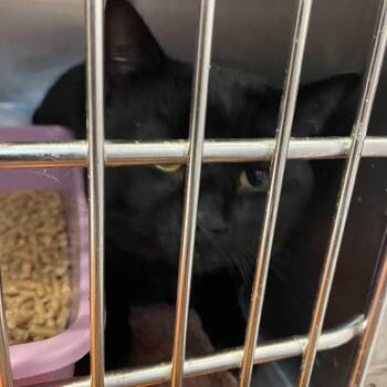 0974-C26 -  Domestic Short Hair Cat for Adoption in Port Charlotte, Florida - 0974-C26 | PetCurious