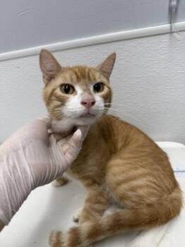Rupie -  Domestic Short Hair Cat for Adoption in West Chester, Pennsylvania - Rupie | PetCurious