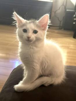 Domestic Short Hair Cats Available for Adoption in Burbank, California - CASSIE | PetCurious