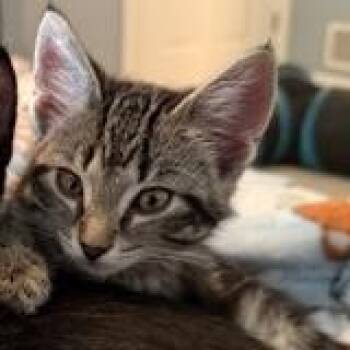 Marie -  Domestic Short Hair Cat for Adoption in Rochester, Minnesota - Marie | PetCurious