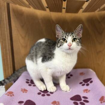 Domestic Short Hair Cats Available for Adoption - Shirelle | PetCurious