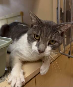 Simba -  Domestic Short Hair Cat for Adoption in Reno, Nevada - Simba | PetCurious
